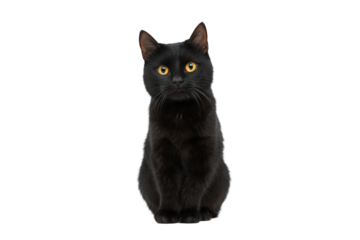 A black cat with bright yellow eyes isolated on transparent background