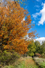 Fototapeta premium Autumn trail view, One of many trails at Bruce trail near Orangeville, Ontario.