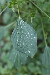 Raindrops on the surface of Acalypha indica leaves