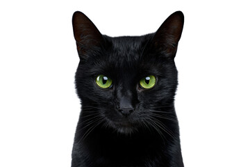 Black cat with green eyes isolated on transparent background