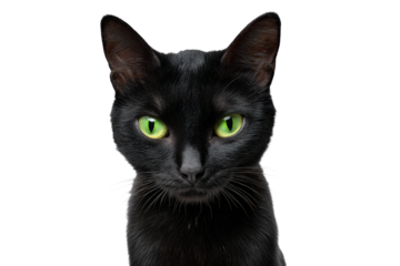Black cat with bright green eyes isolated on transparent background