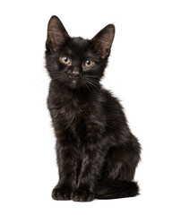 A small black kitten sitting and looking forward isolated on transparent background