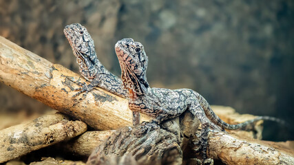 Two juveniles Frilled Lizards on a branch in a terrarium. Chlamydosaurus kingii, Loiret 45, région Centre Val de Loire, France, European Union, Europe
