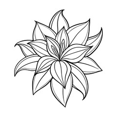  tradescantia zebrina flower vector line art on white