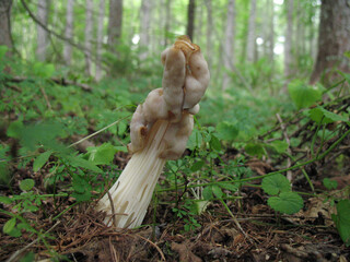 ノボリリュウタケ