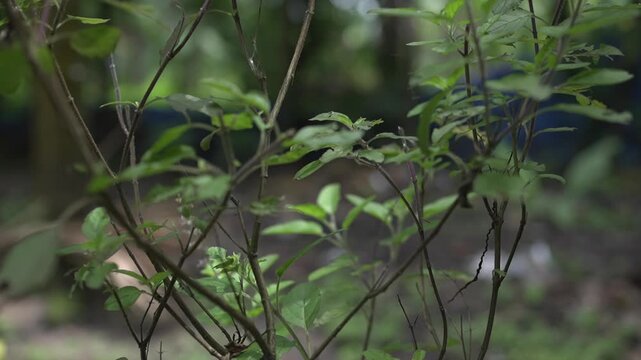 Onam Collections | Thumba poo | Butterflys | Leucas aspera
