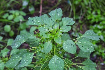 Raindrops on the surface of Acalypha indica leaves