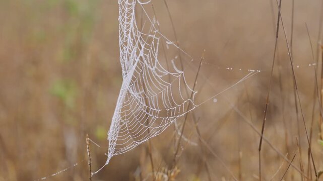 Wide gimbal parallax of a spider web swaying in tall grass in dry savannah grassland at midday in Kenya