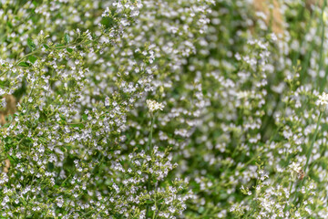 Delicate white flowers of Calamintha nepeta cover the scene, creating a soft, airy texture. The tiny blooms sway gently in the summer breeze.