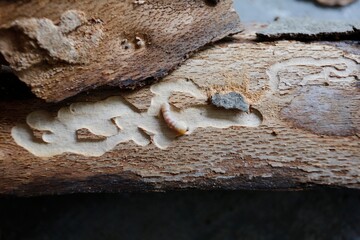 Woodworm Larvae under Bark