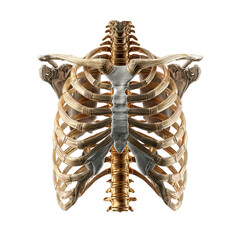 Detailed Anatomical Ribcage Structure Depicting The Human Skeletal System