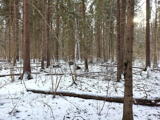 Beautiful winter wild nature. Snow covered trees and bushes. Unique forest image before the New Year.