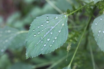 Raindrops on the surface of Acalypha indica leaves