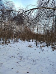 Beautiful winter wild nature. Snow covered trees and bushes. Unique forest image before the New Year.