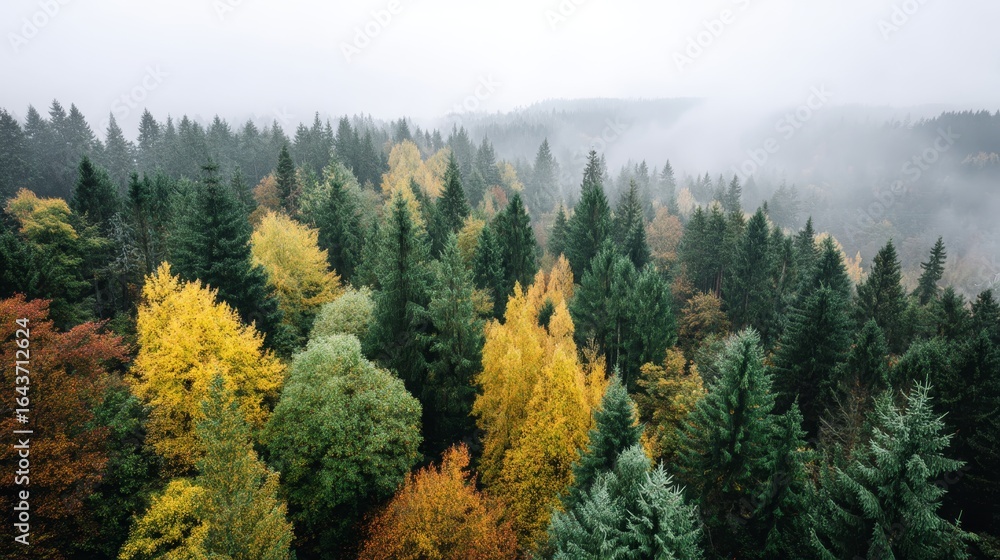 Poster aerial view of vibrant autumn forest canopy with misty background and empty space for text