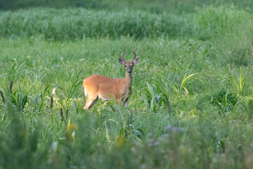 deer in the grass
