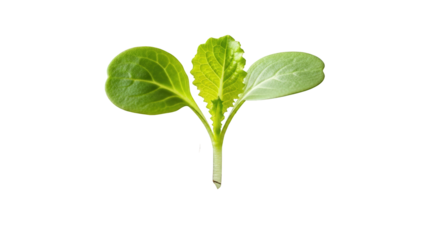 Vibrant Green Seedling with Three Leaves sprout plant growth young new life nature botany organic fresh healthy agriculture gardening