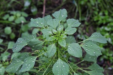 Raindrops on the surface of Acalypha indica leaves
