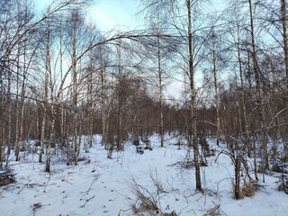 Beautiful winter wild nature. Snow covered trees and bushes. Unique forest image before the New Year.