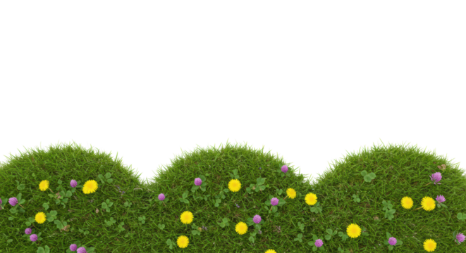 Pristine green grass border with yellow dandelions and purple clover, isolated on white background, high-key studio top-down with copy space. Concept of organic purity and natural growth