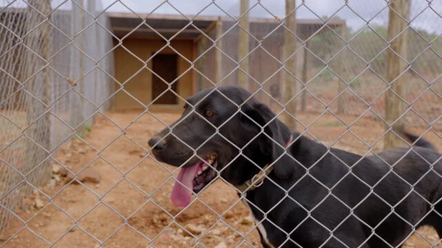 Wide gimbal tracking of a Plott Hound Dog (Canis lupus familiaris) walking and wagging its tail enclosed in a cage at noon in Kenya