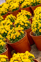 yellow flowers in pots