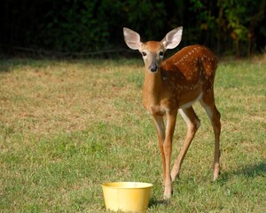 deer in the woods