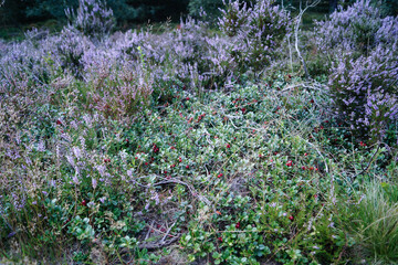 Naturschutzgebiet Fischbeker Heide zur Zeit der Heideblüte