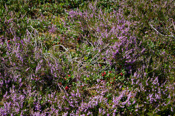 Naturschutzgebiet Fischbeker Heide zur Zeit der Heideblüte