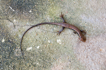 Common lizard died by ants on floor.