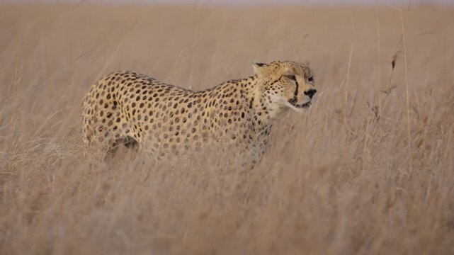 Wide follow of a one-eyed cheetah (Acinonyx jubatus) walking in the grasslands in kenya 
