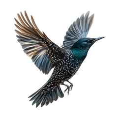 Naklejka premium A european starling with iridescent plumage in mid flight isolated on transparent background