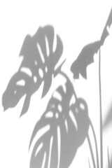 shadow overlay effects of realistic monstera shadow isolated on wall background,Summer sunlight and shadow overlay effect,shadow for photo interior backdrop studio mockup
