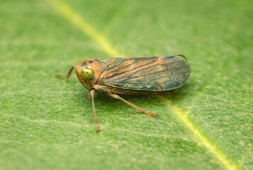 Small Coppery Leafhopper resting on a green leaf on a summer day with blurred background