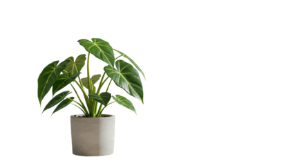 Vibrant Philodendron Brasil houseplant with yellow variegation in minimalist concrete pot on sleek modern desk, blurred office background, soft natural light, negative space. Concept of workplace