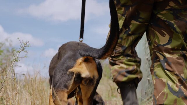 Close-up gimbal tracking of a Bloodhound Dog (Canis lupus familiaris) body on leash walking in dry savannah at midday in Kenya