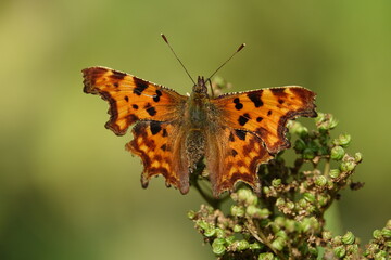 the comma butterfly (Polygonia c album)