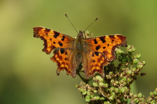 the comma butterfly (Polygonia c album)