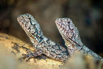 Portraits of two juveniles Frilled Lizards on a branch in a terrarium. Chlamydosaurus kingii,...