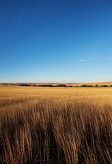 Photo blue sky with sunny plains