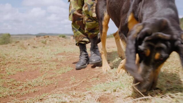 Wide gimbal tracking of a Bloodhound Dog (Canis lupus familiaris) on leash walking on brown soil at midday in Kenya
