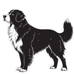 black bernese mountain dog Silhouette Vector, High Quality Illustration on White Background