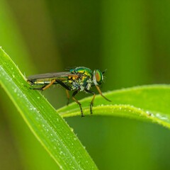 Naklejka premium Close-up of colorful fly on a blade of grass