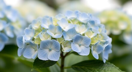 Beautiful blue hydrangea flowers blooming in a garden, close-up view, nature background