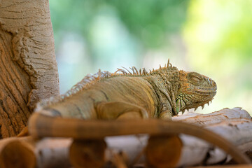 A vibrant orange iguana lizard is on the wooden branch. Animal portrait photo, close-up.