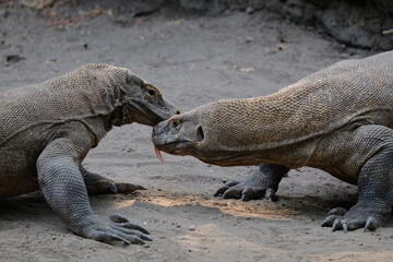 galapagos land iguana