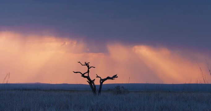 Wide of Savannah grassland with dead tree and blue rolling hills in the background during cloudy golden sunset in Kenya