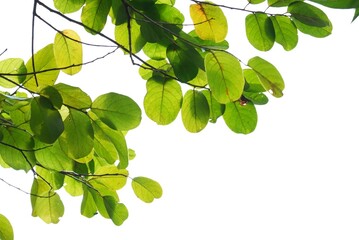 Tropical tree leaves with branches on white isolated background for green foliage backdrop 