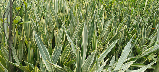 Close up shot of Dianella tasmanica.