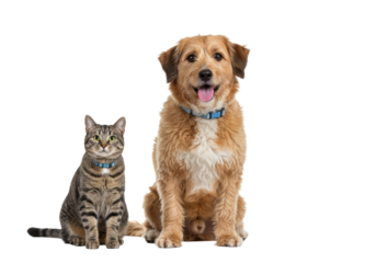 A happy shaggy dog and calm tabby cat, wearing neutral collars, sit posed on a transparent high-key studio background with soft lighting, conveying friendly interspecies companionship and harmony